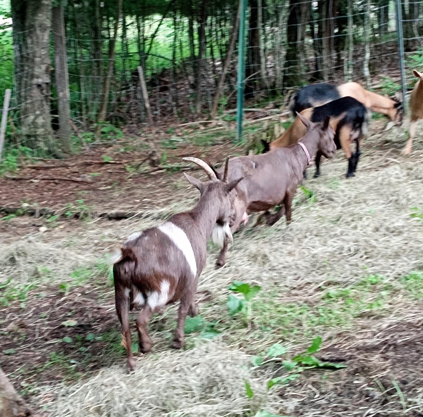 Lemongrass Goat Milk Soap - handmade, homemade, luxury artisan soap