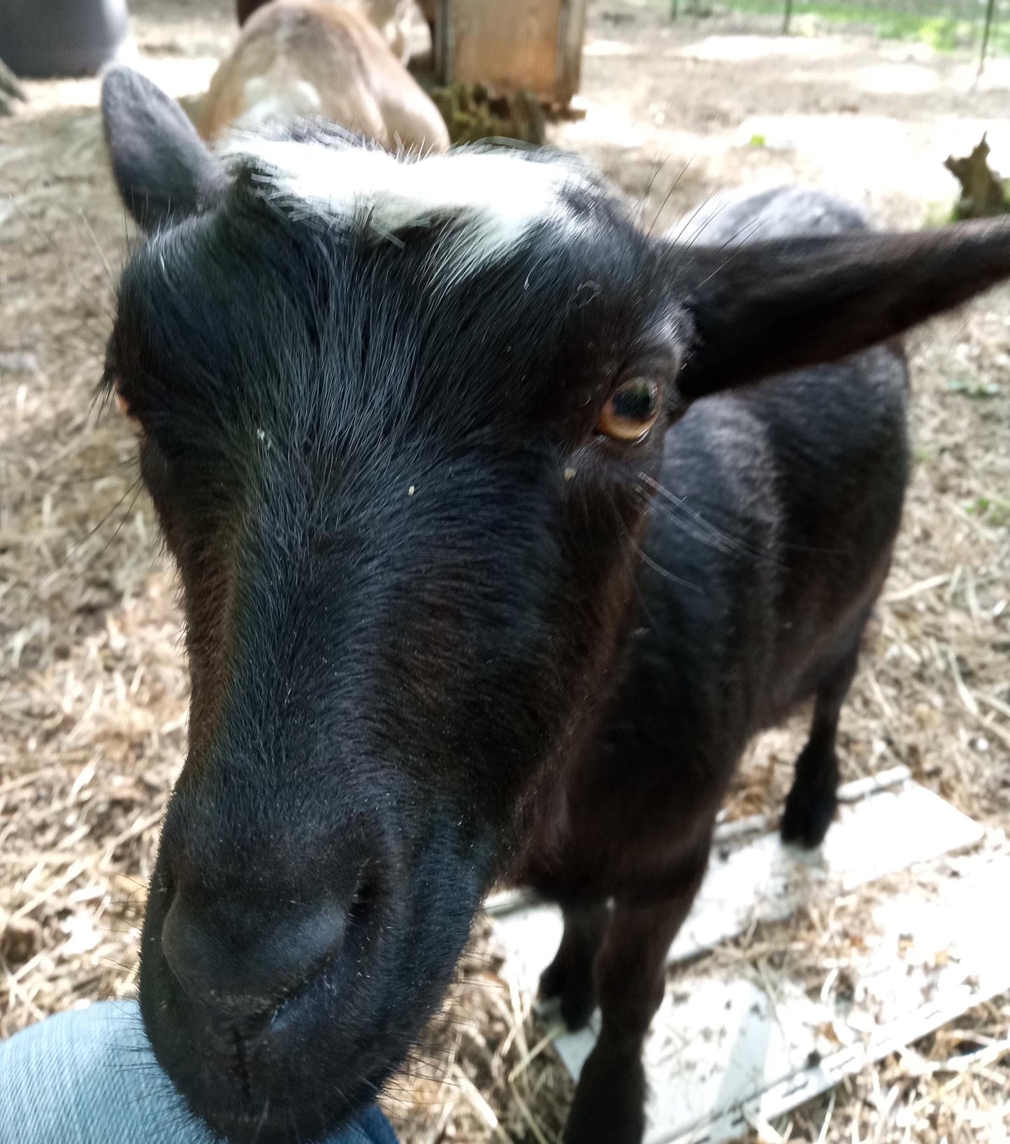 Honey Oatmeal Goat Milk Soap - Artisan Soap