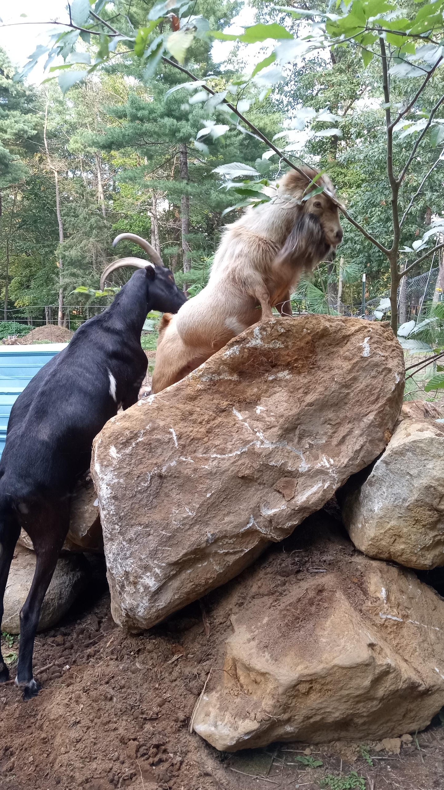 Black Rose Goat Milk Soap - Maine Artisan Soap