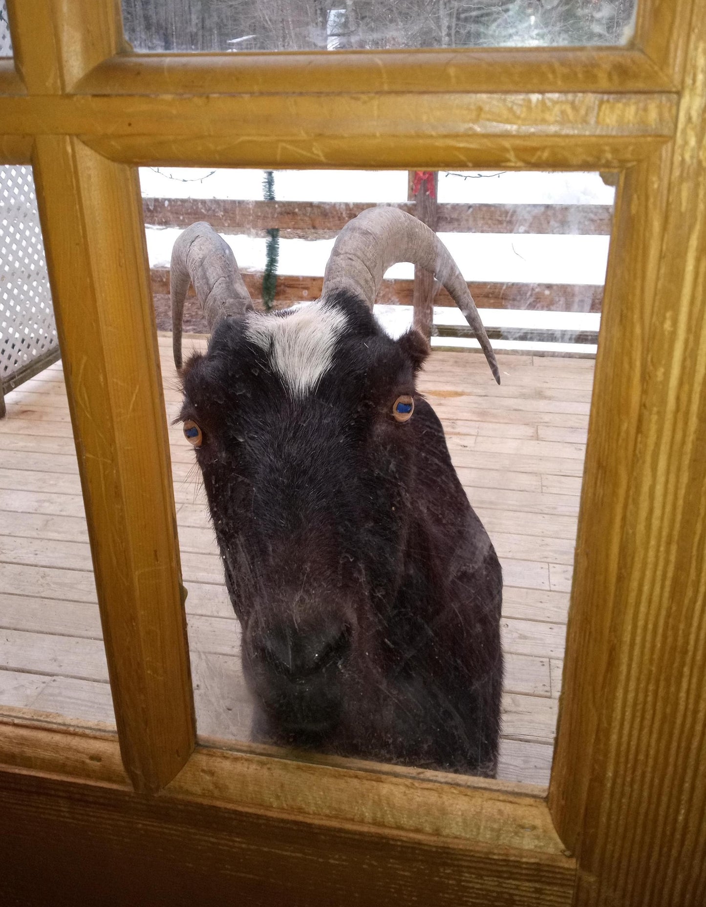 Honey Oatmeal Goat Milk Soap - Artisan Soap