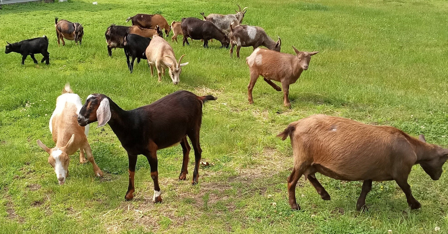 Lemongrass Goat Milk Soap - handmade, homemade, luxury artisan soap