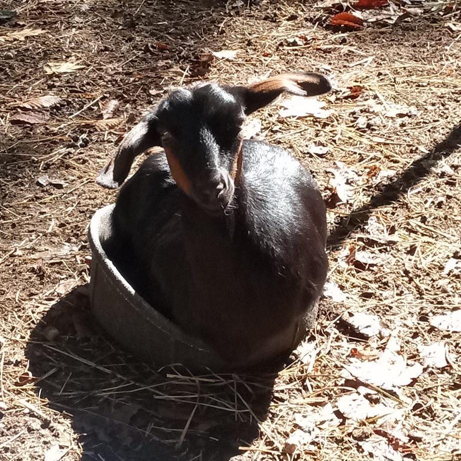 Christmas Wreath Goat Milk Soap: Holiday Artisan Soap